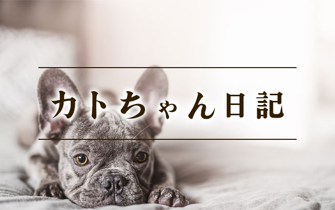 カトちゃん日記